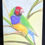Front of Gouldian Finch Greeting Card