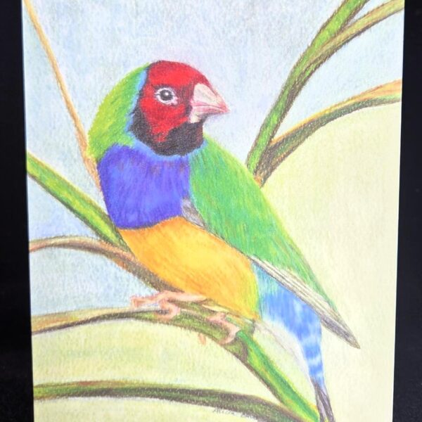 Front of Gouldian Finch Greeting Card